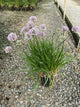 Allium lusitanicum 'Summer Beauty'