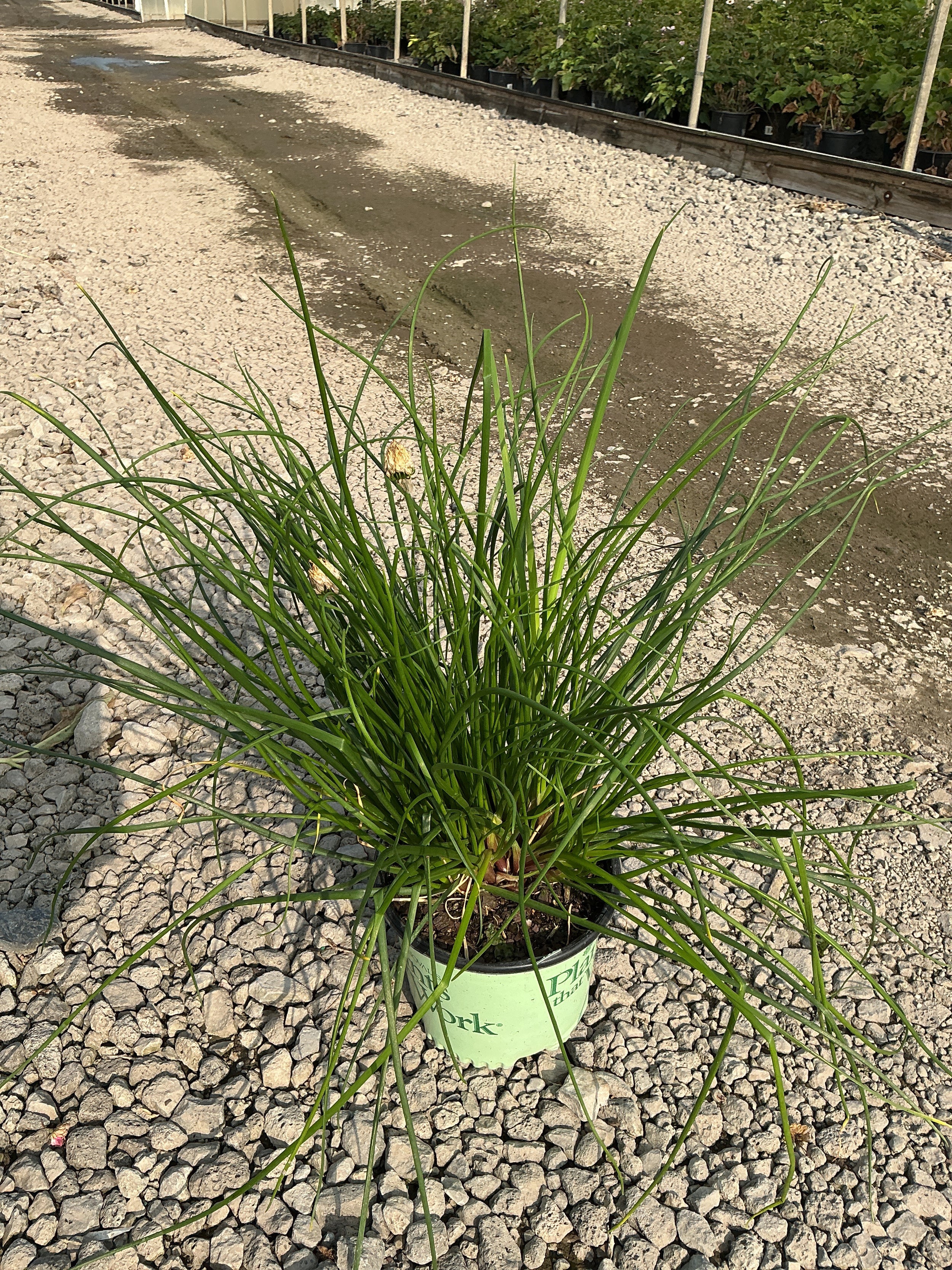 Allium chivette