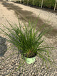 Allium chivette
