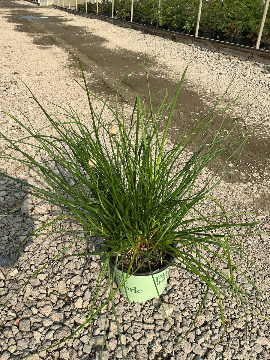 Allium chivette â€” 19CM PTW