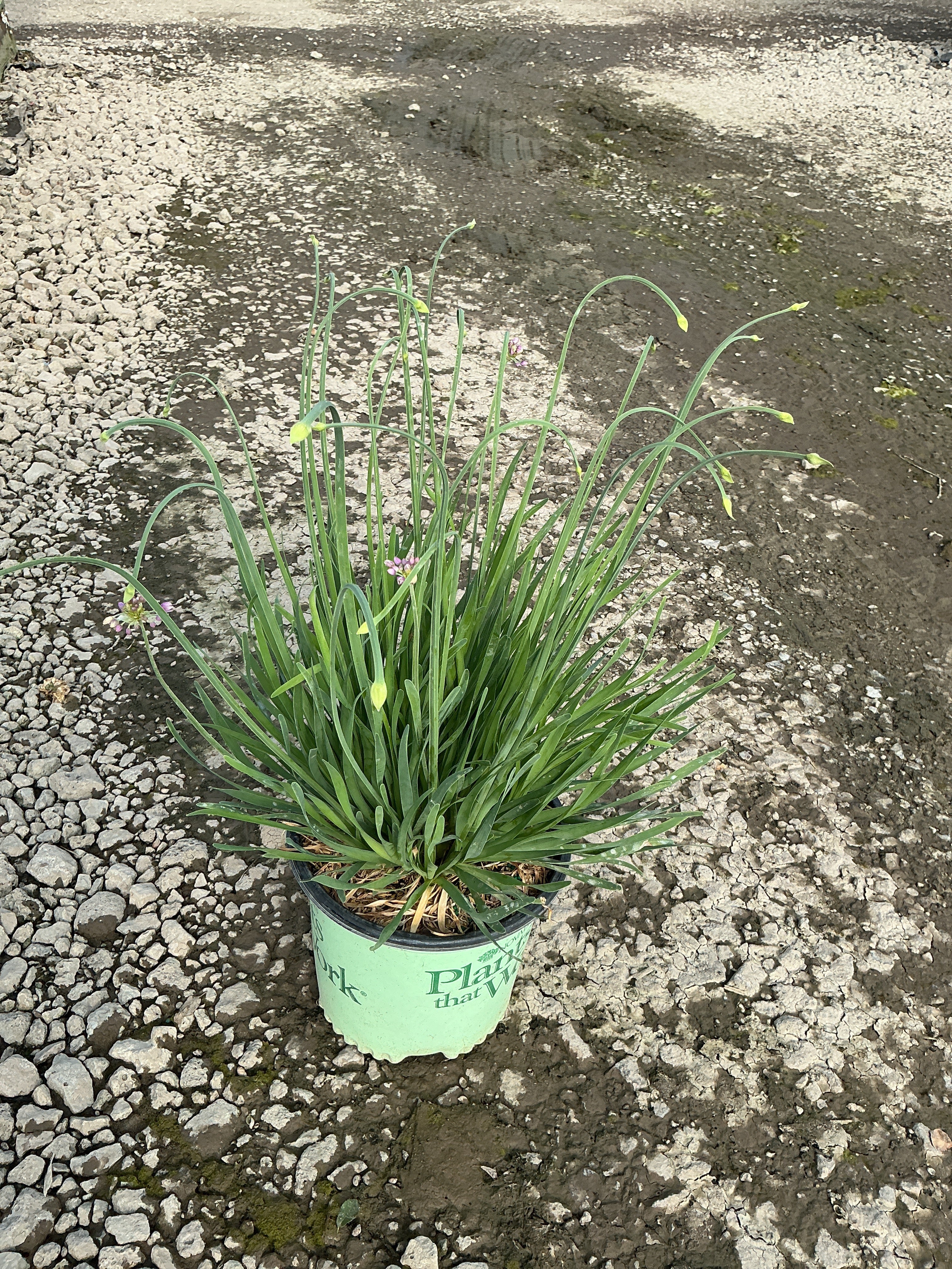 Allium medusa
