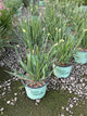 Allium 'Lavender Bubbles'