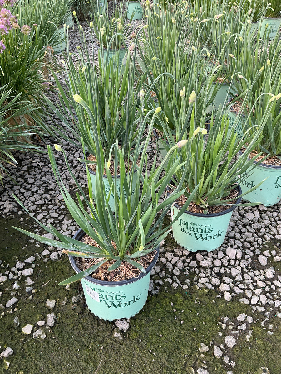 Allium 'Lavender Bubbles' â€” 19CM PTW