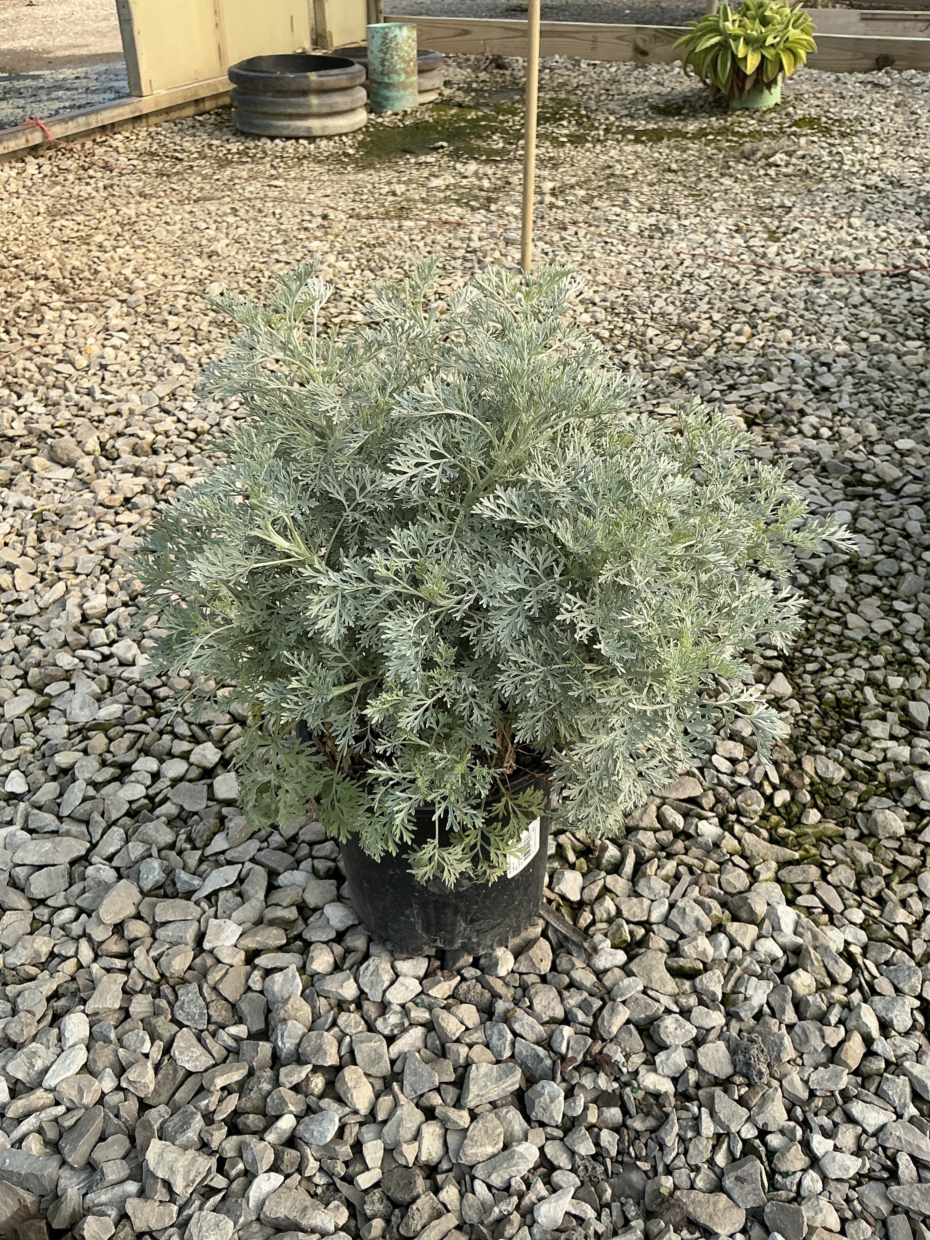 Artemisia x 'Powis Castle'