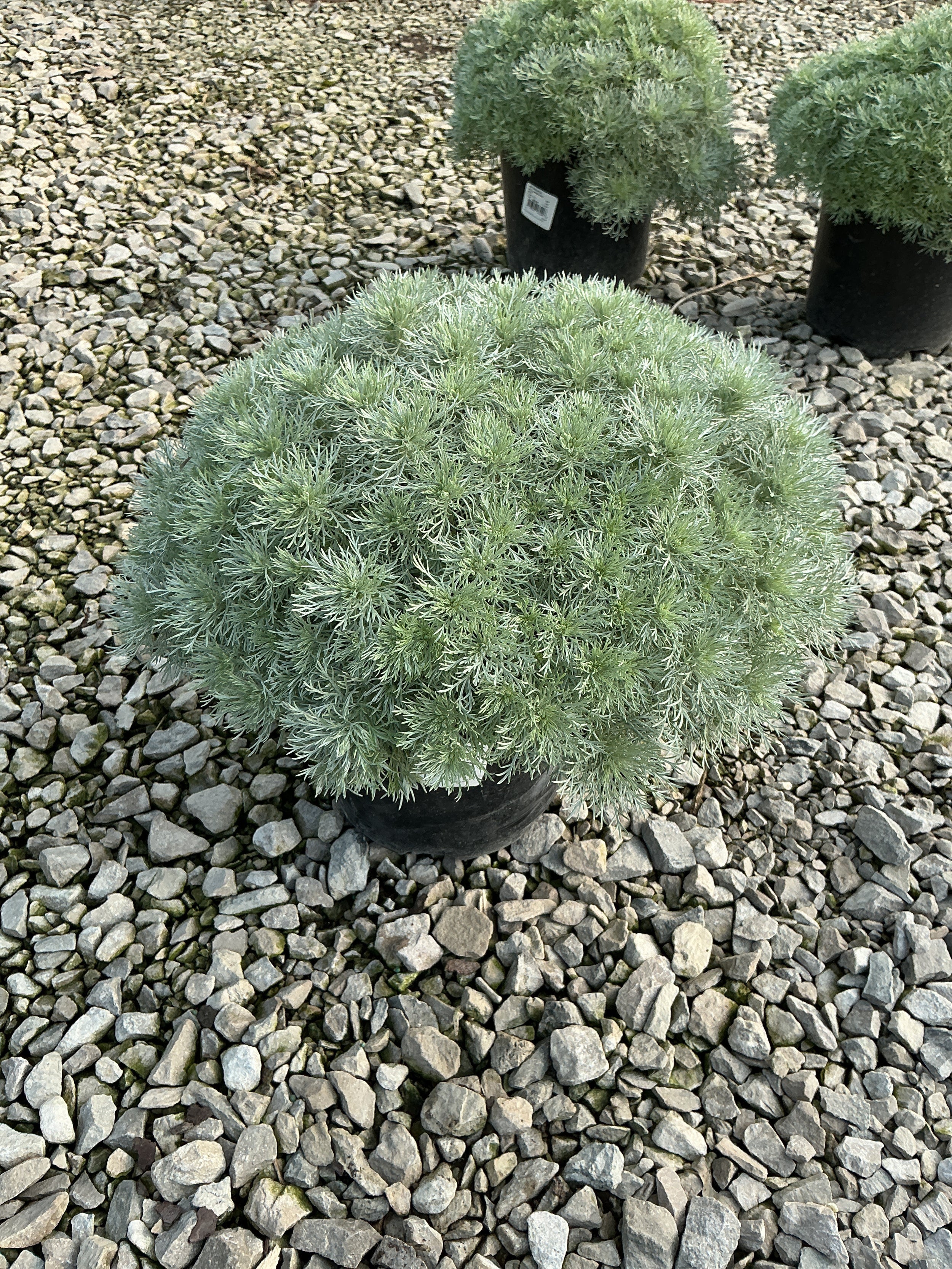 Artemisia schmidtiana 'Silver Mound'