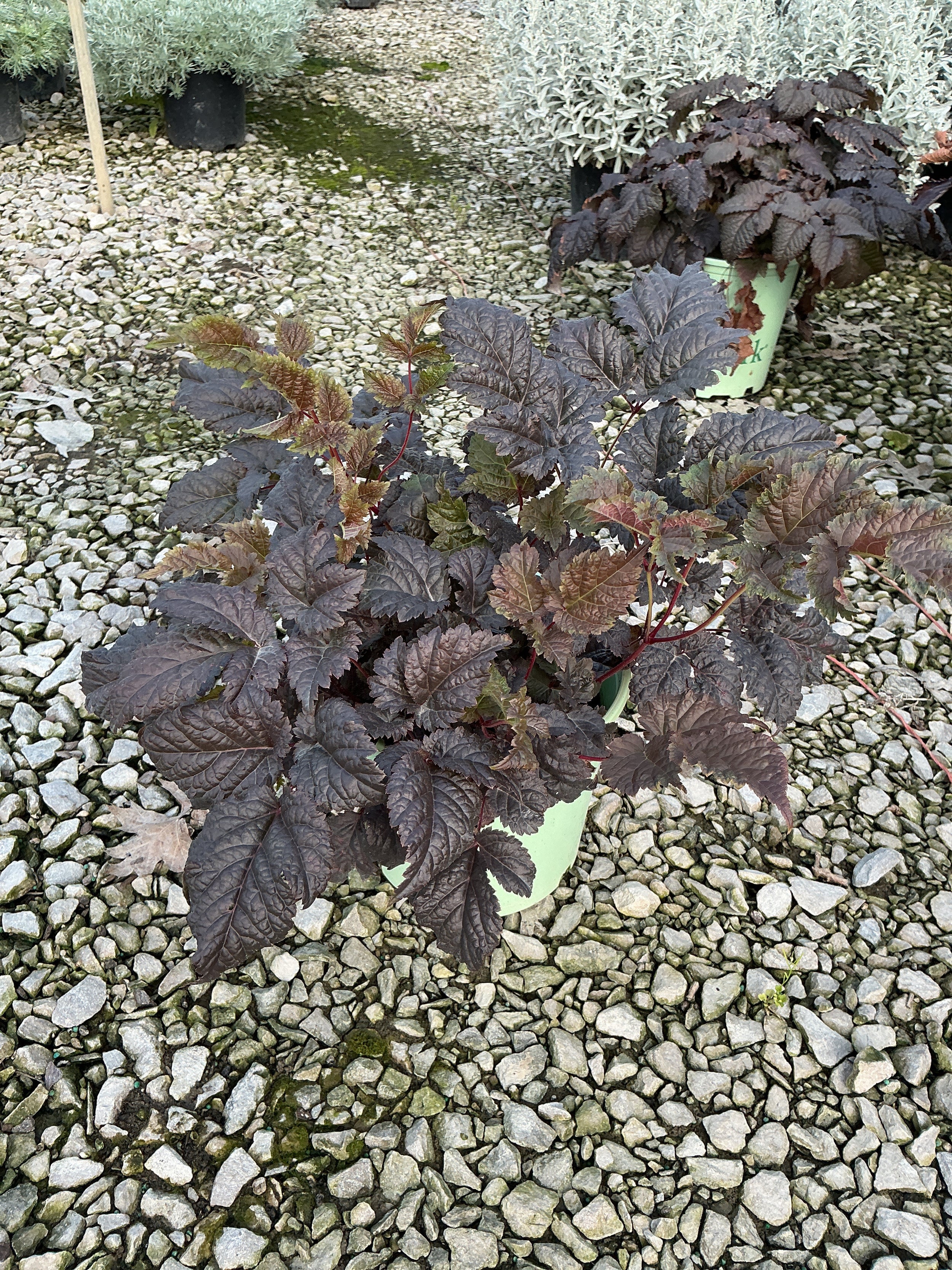 Astilbe 'Chocolate Shogun'