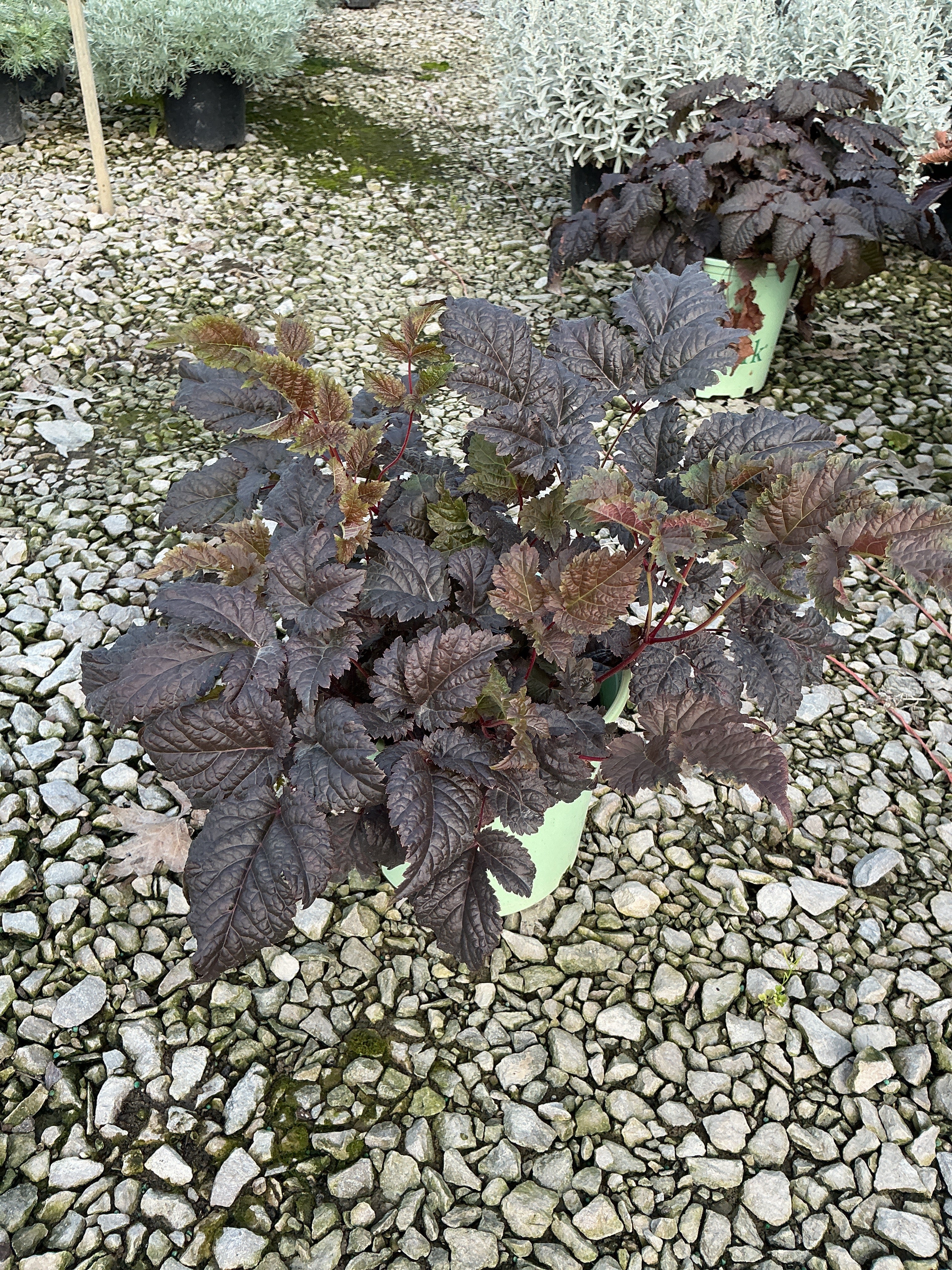 Astilbe 'Chocolate Shogun'