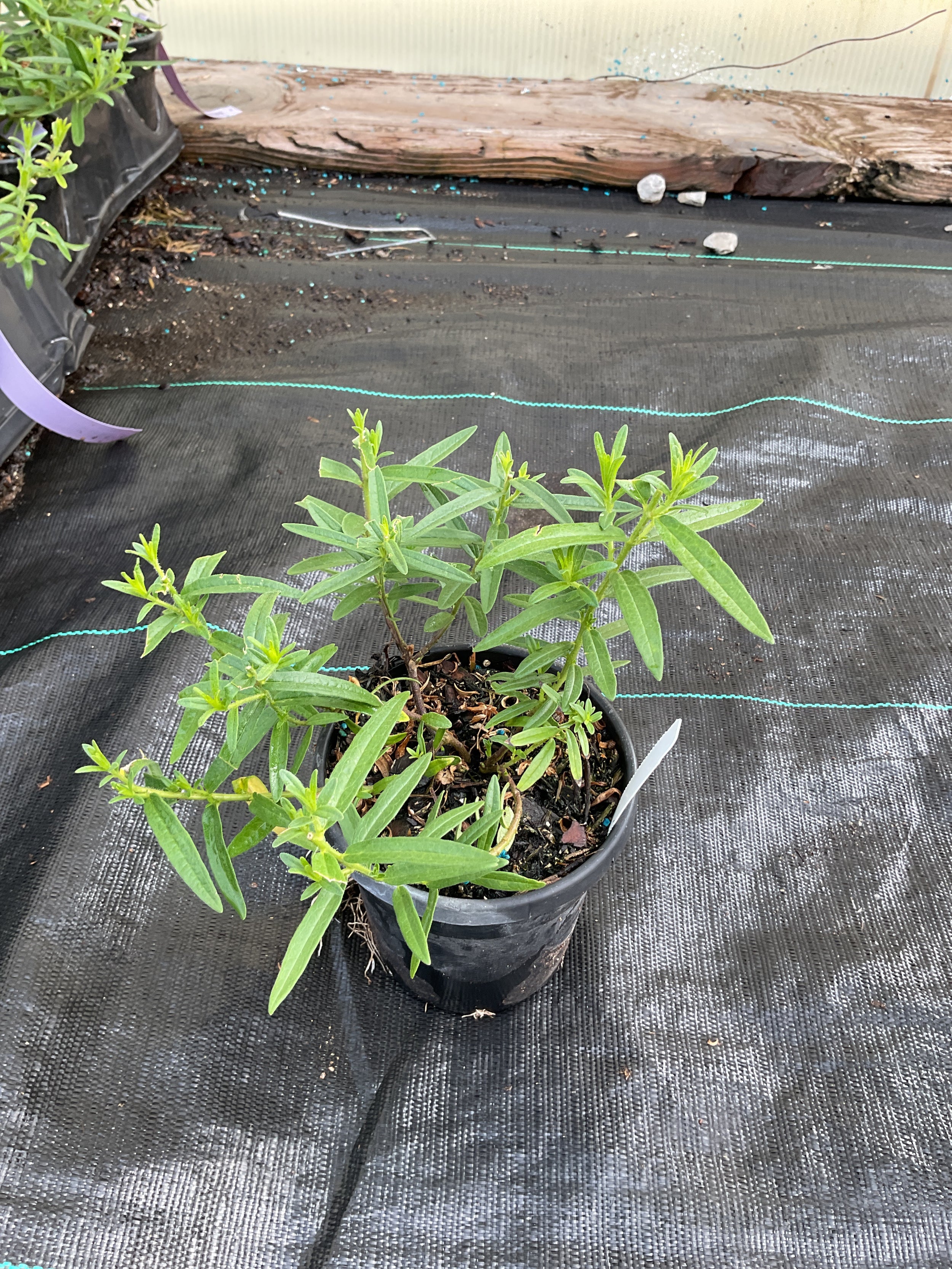 Asclepias tuberosa