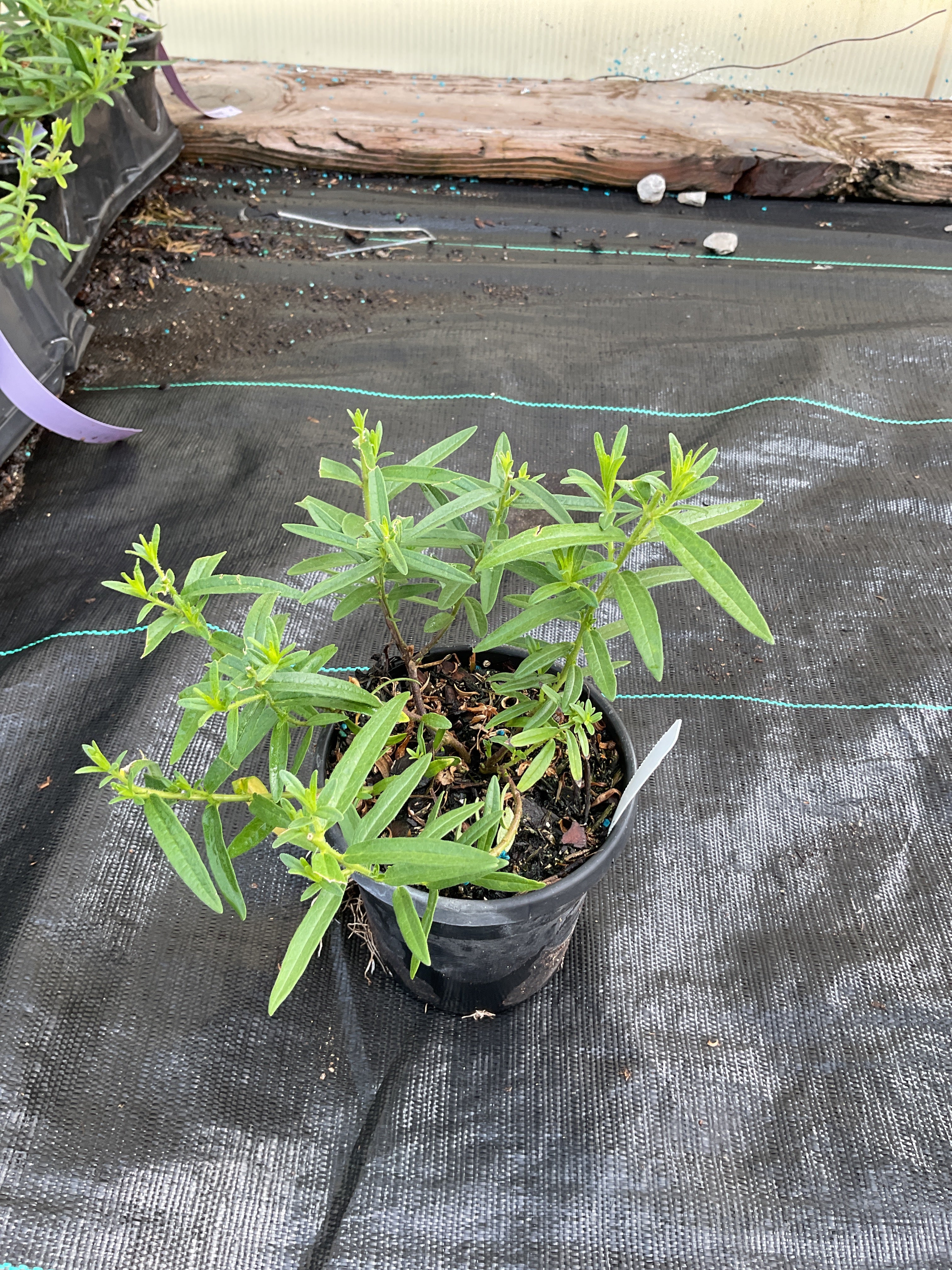 Asclepias tuberosa