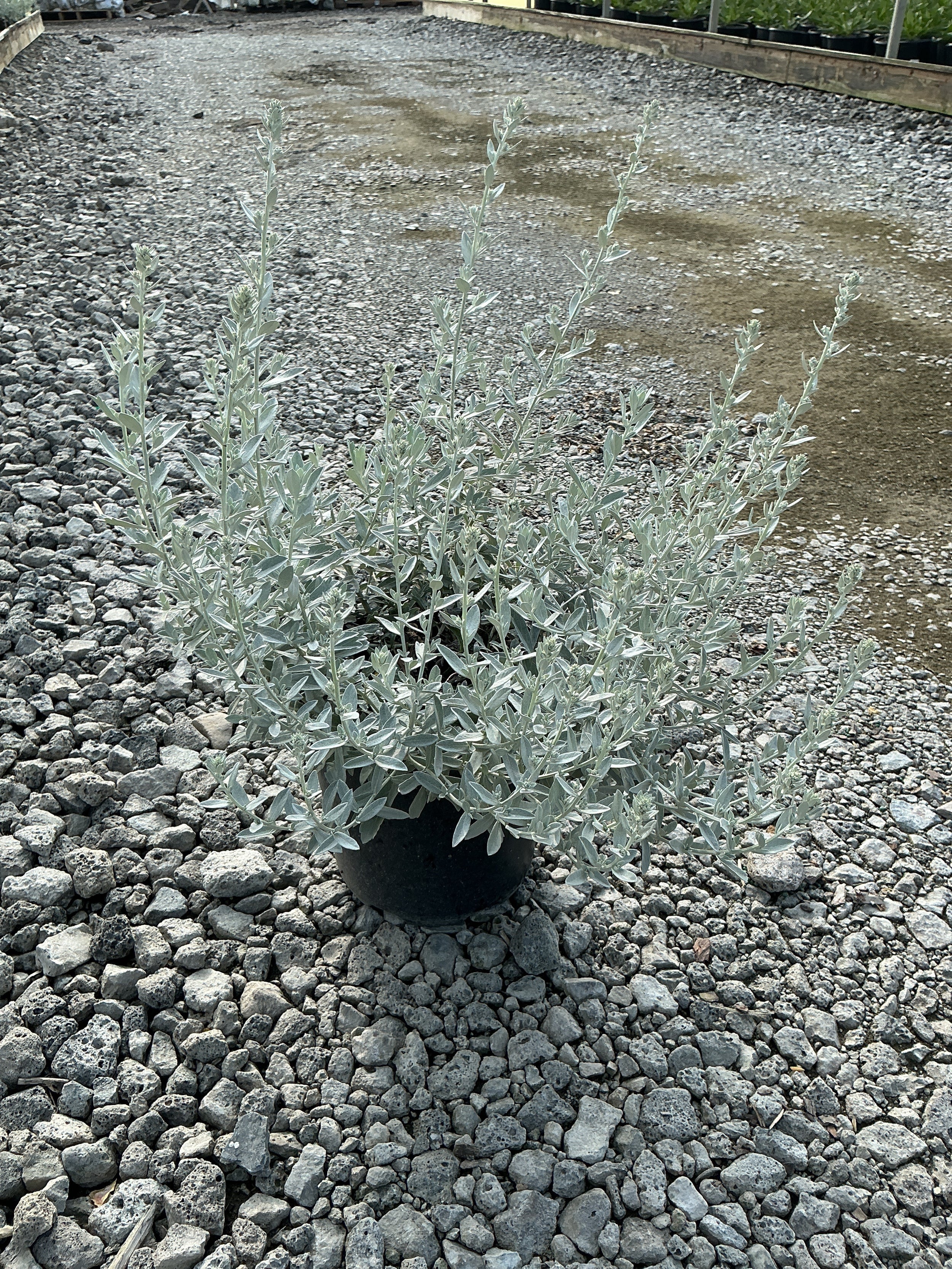 Artemisia garden 'Ghost'