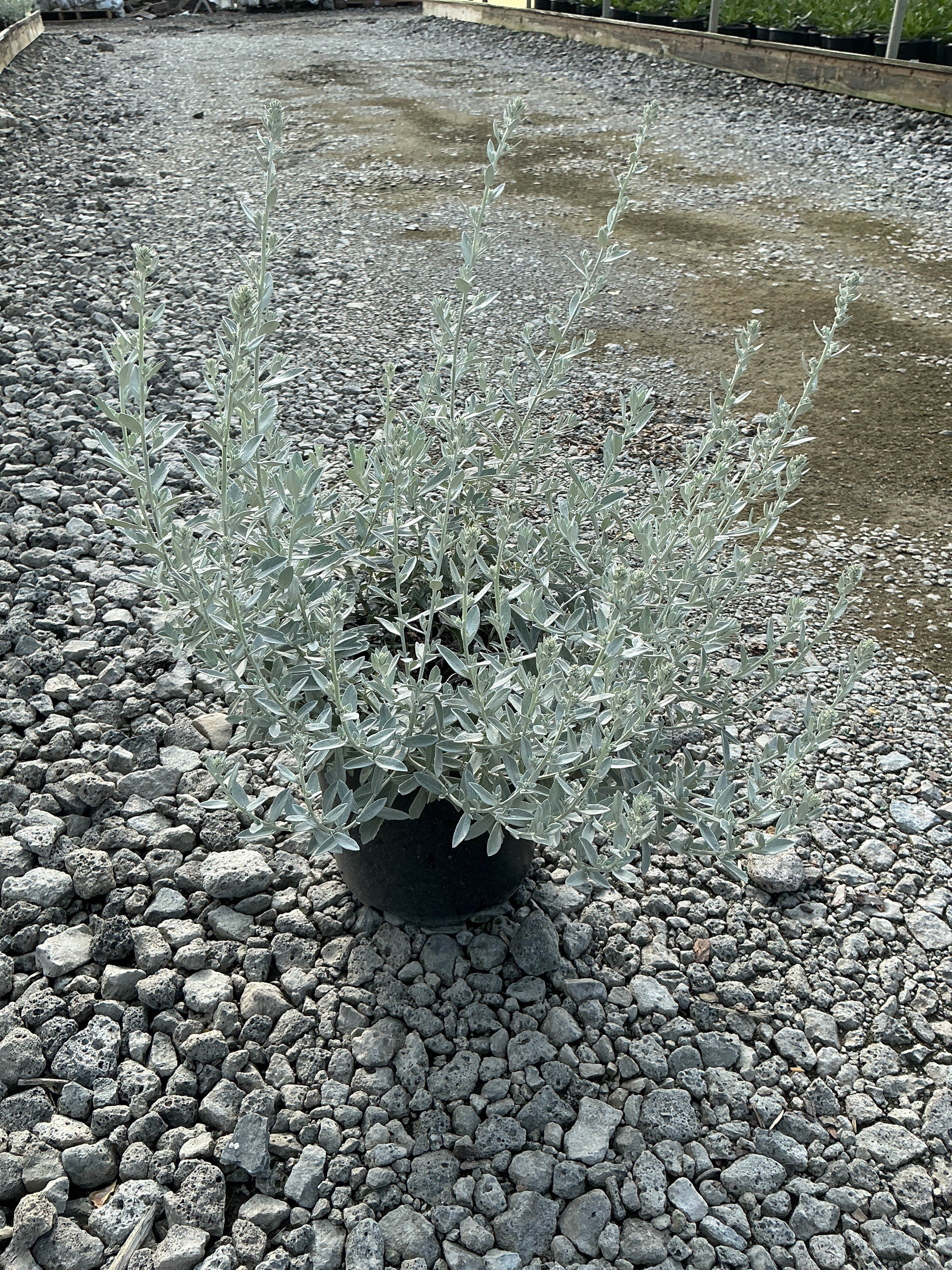 Artemisia garden 'Ghost'