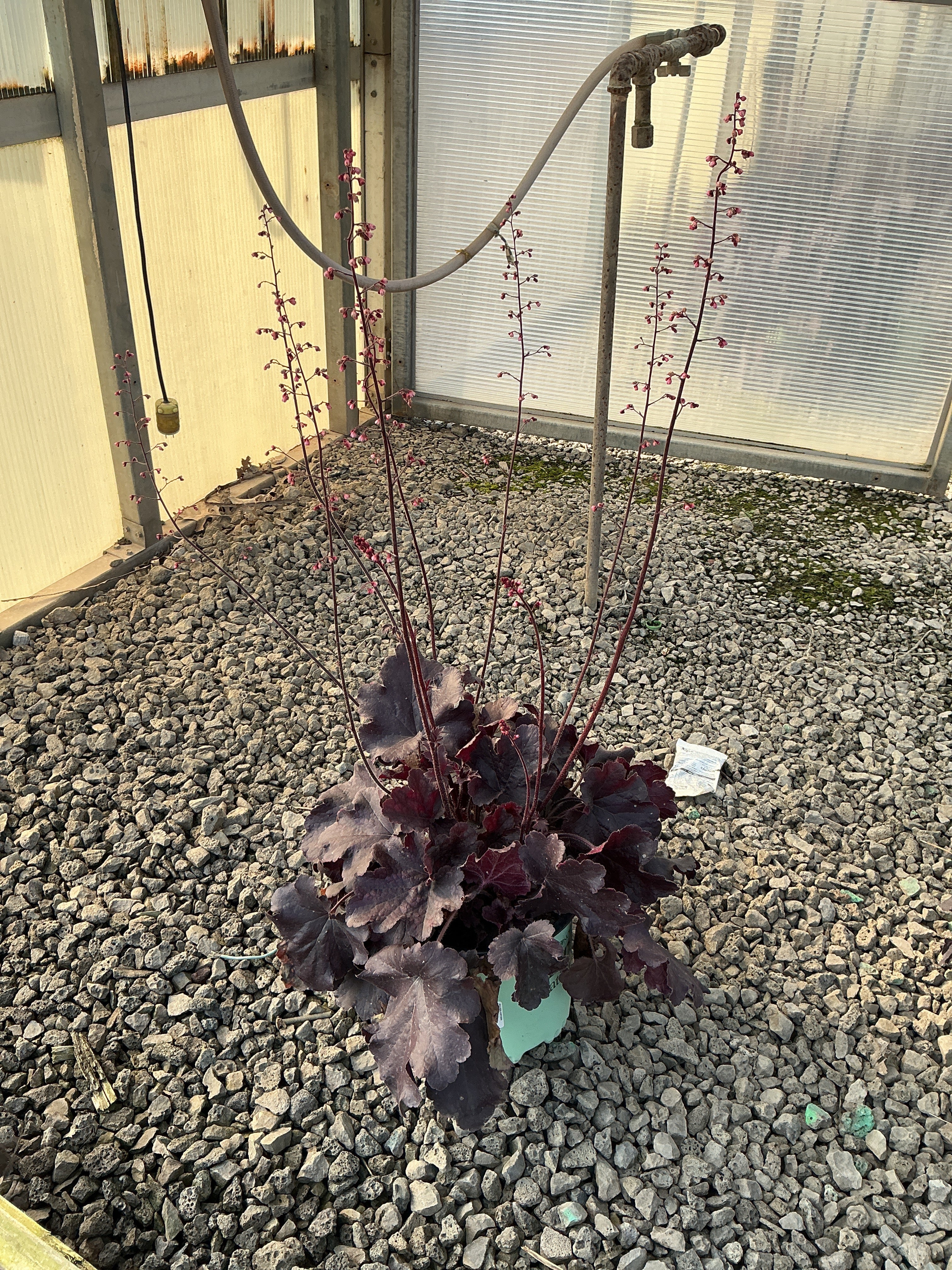 Heuchera 'Northern Exp. Black'
