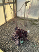 Heuchera 'Northern Exp. Black'