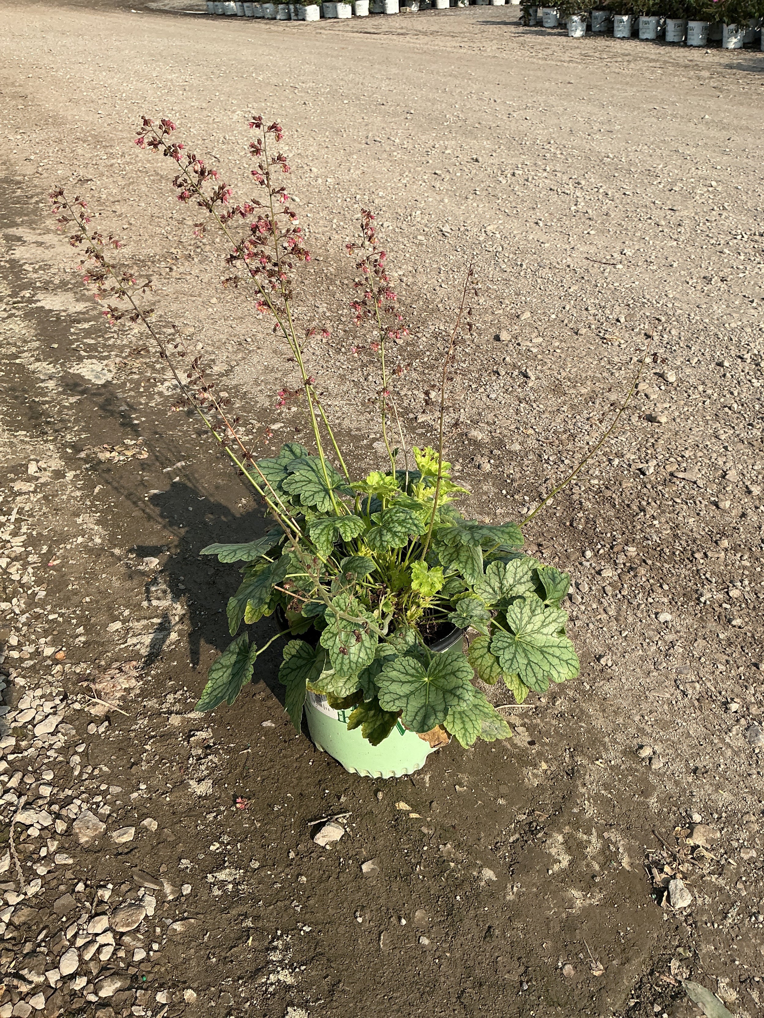 Heuchera 'Berry Timeless'