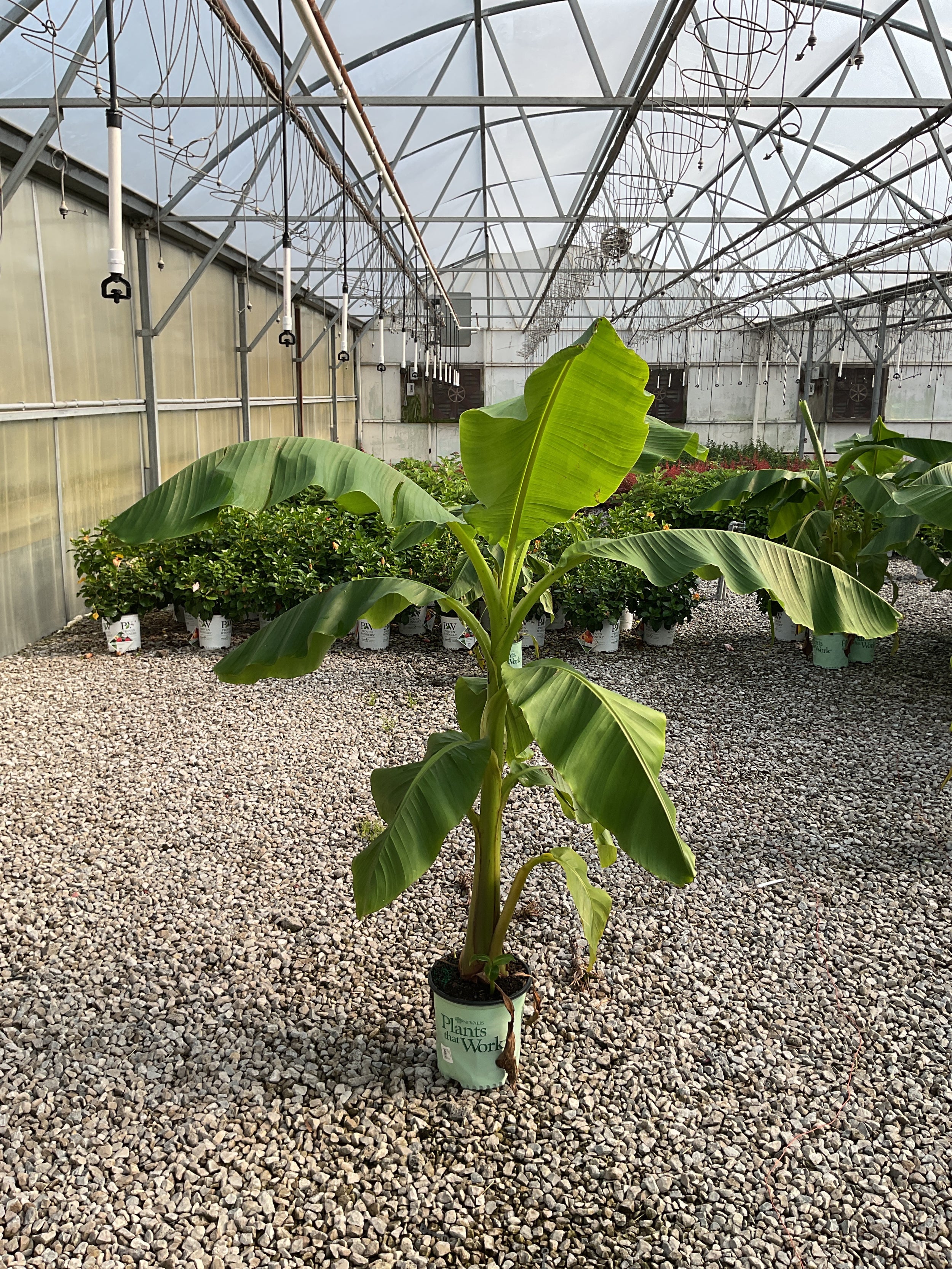 Musa basjoo 'Northern Wonder'