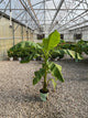 Musa basjoo 'Northern Wonder'