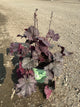 Heuchera 'Northern Exp. Purple'