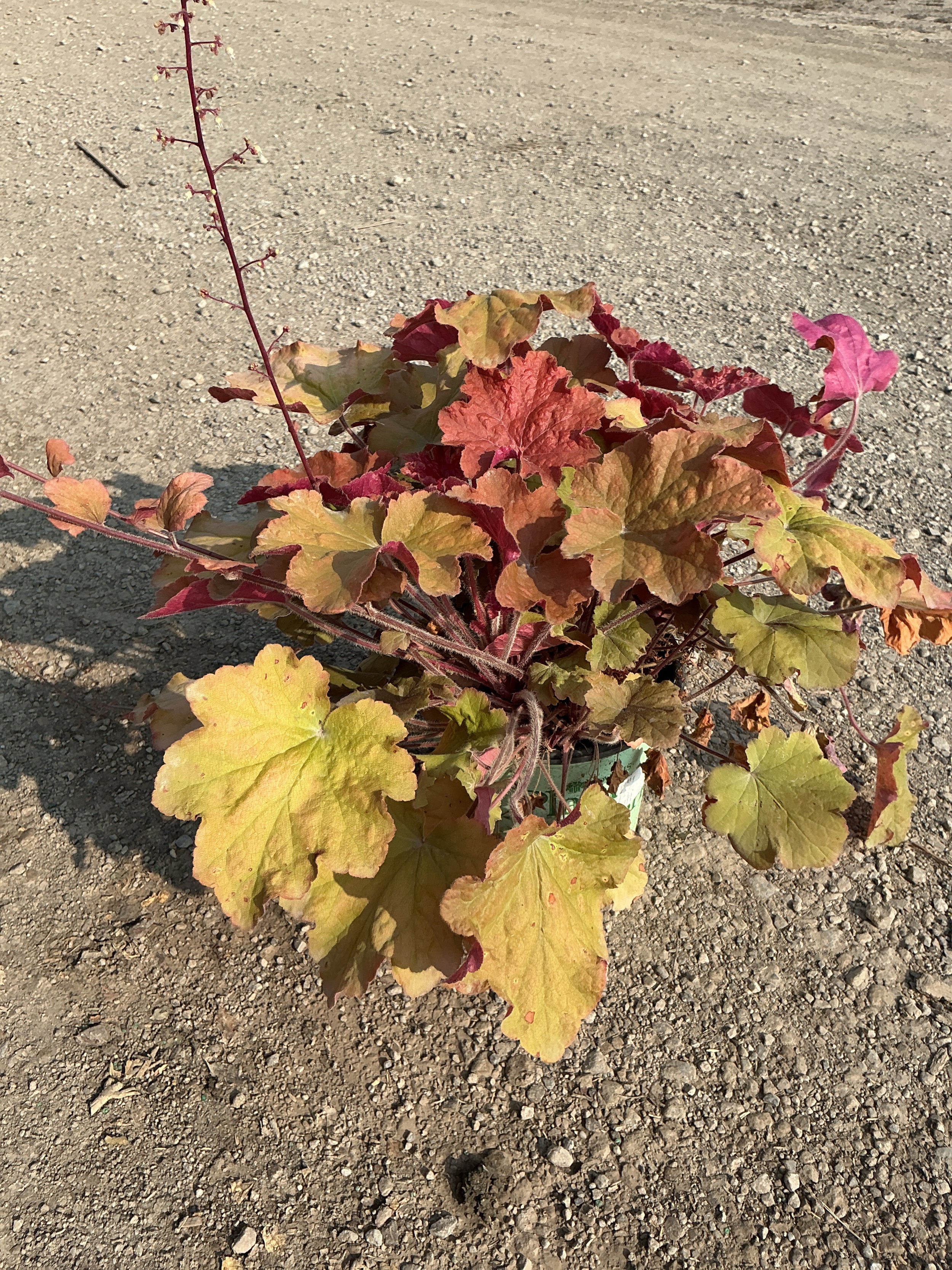 Heuchera caramel 'Caramel'