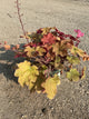 Heuchera caramel 'Caramel'