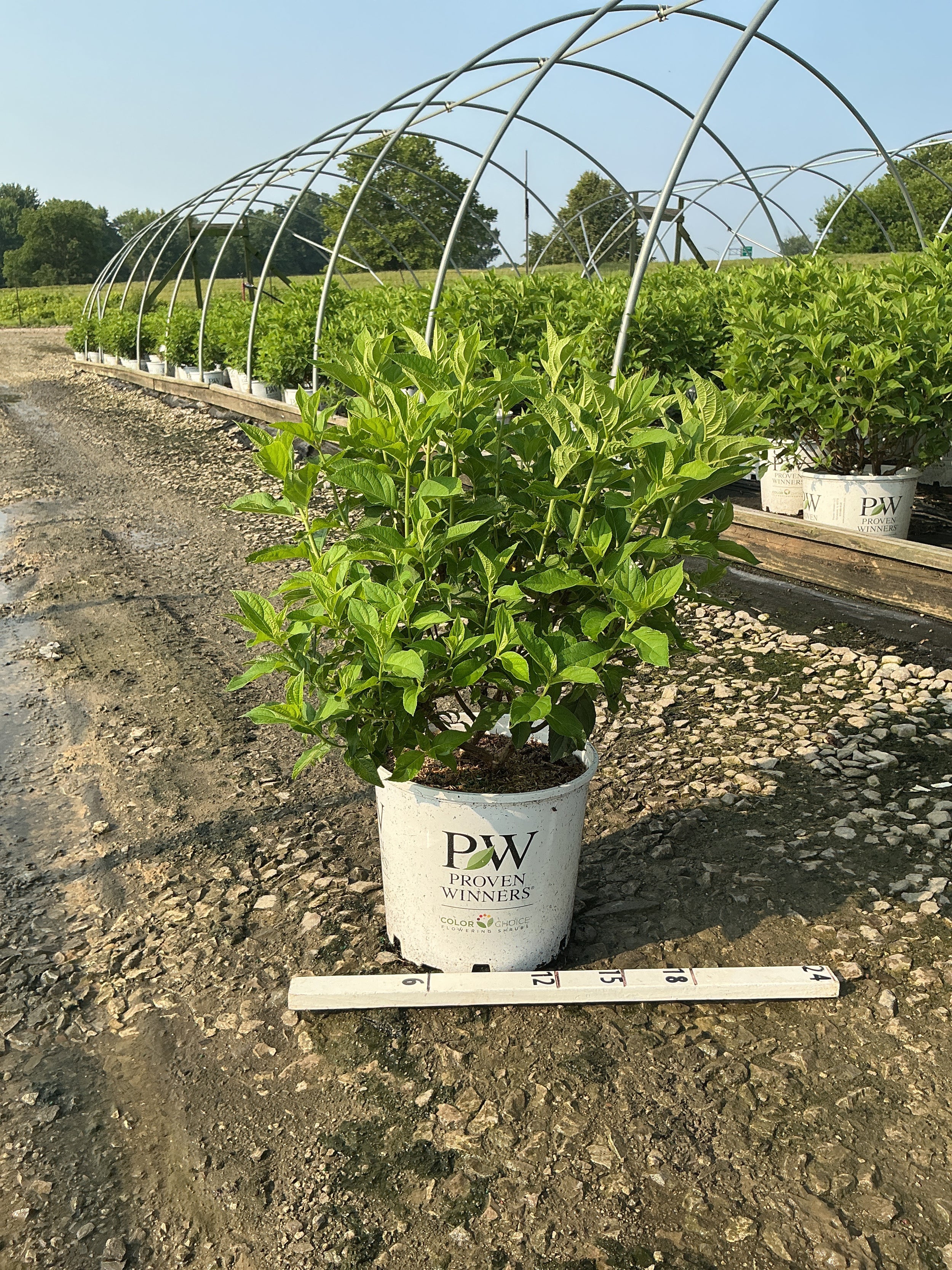 Hydrangea paniculata 'Zwijnenburg'