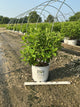 Hydrangea paniculata 'Zwijnenburg'