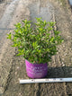 Hydrangea paniculata 'Renhy'