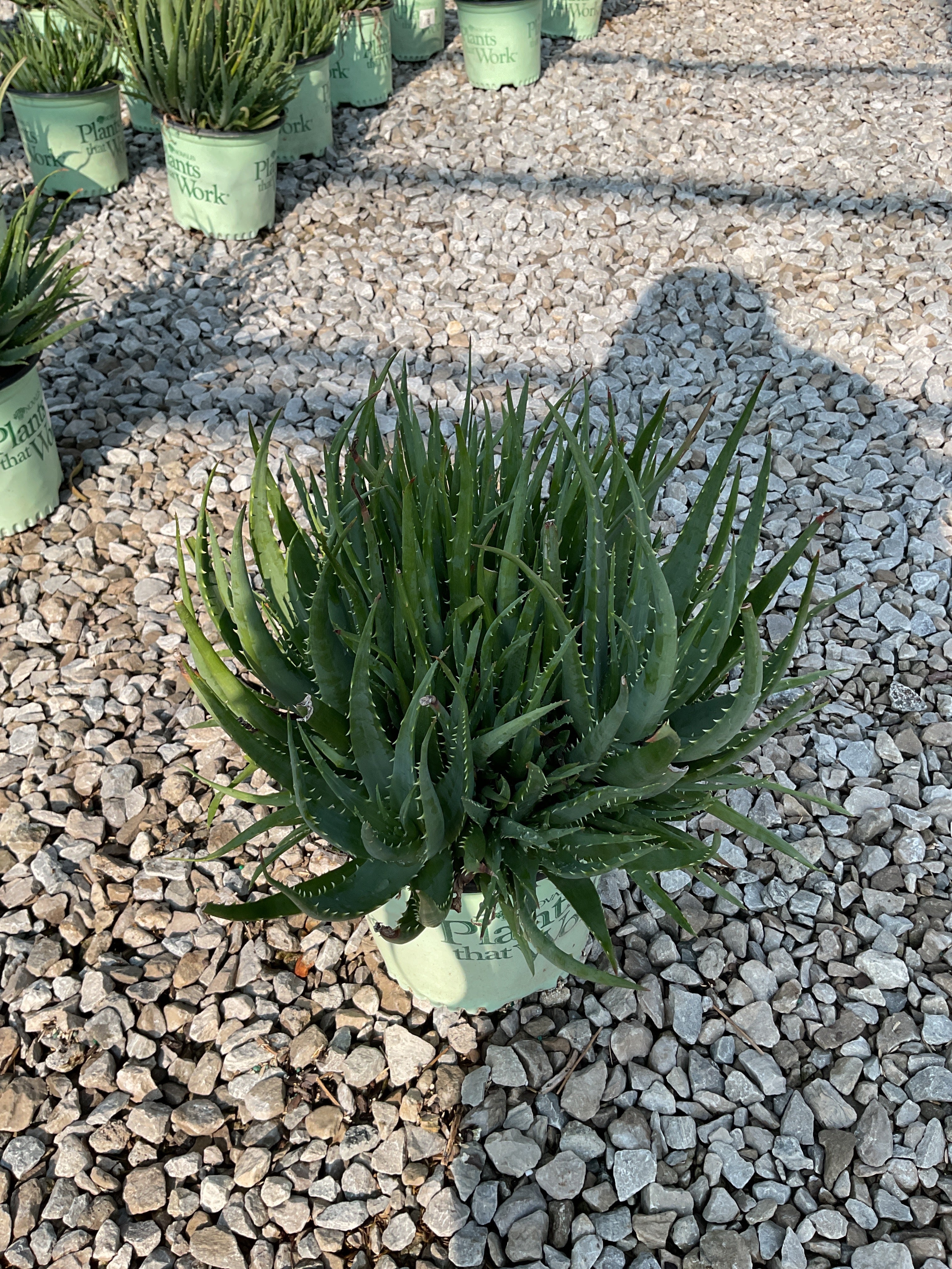Aloe humilis 'Hedgehog'