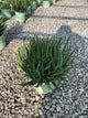 Aloe humilis 'Hedgehog'
