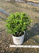 Hydrangea 'P Limelight Prime'
