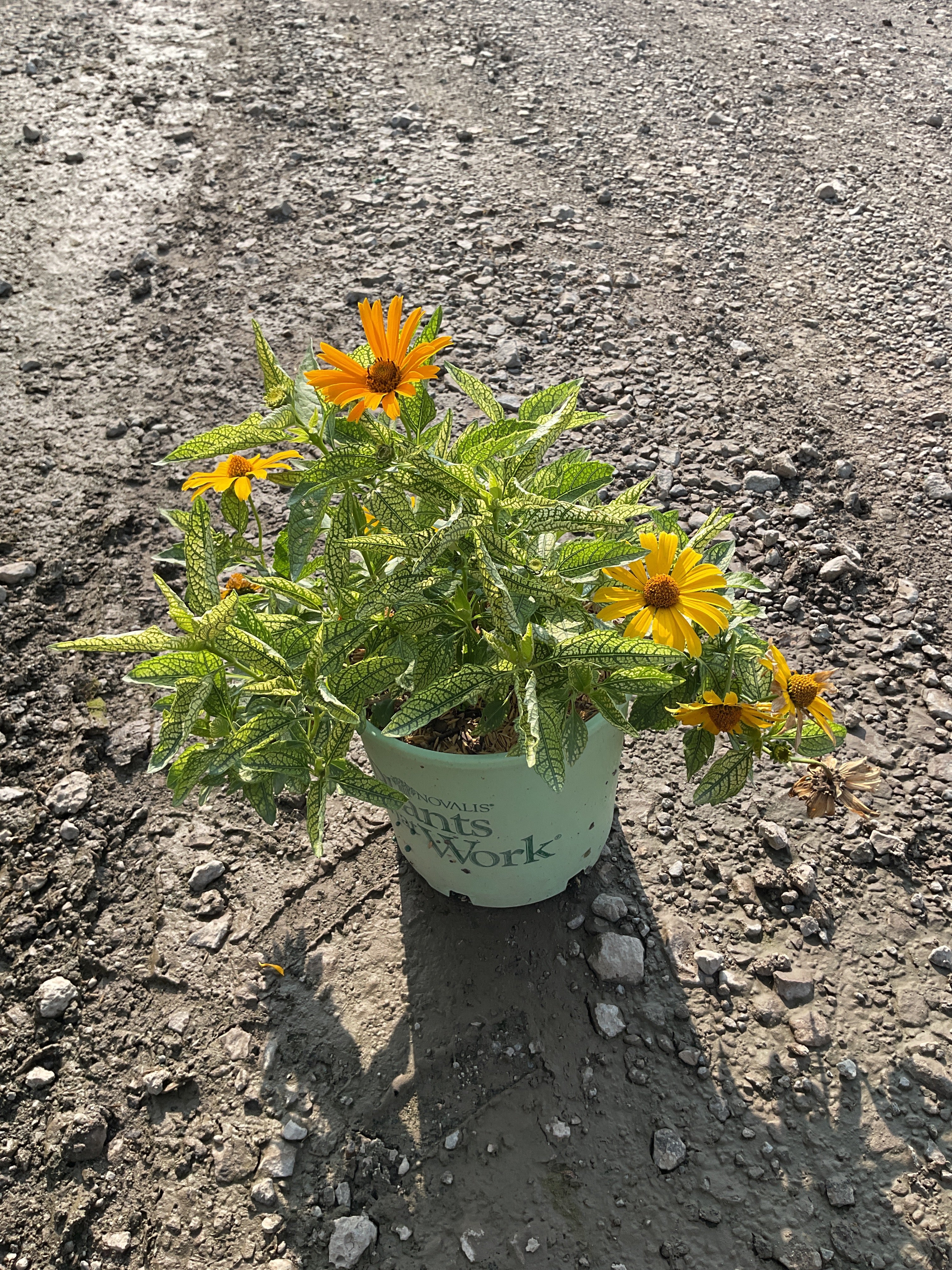 Heliopsis helianthoides 'Sunstruck'