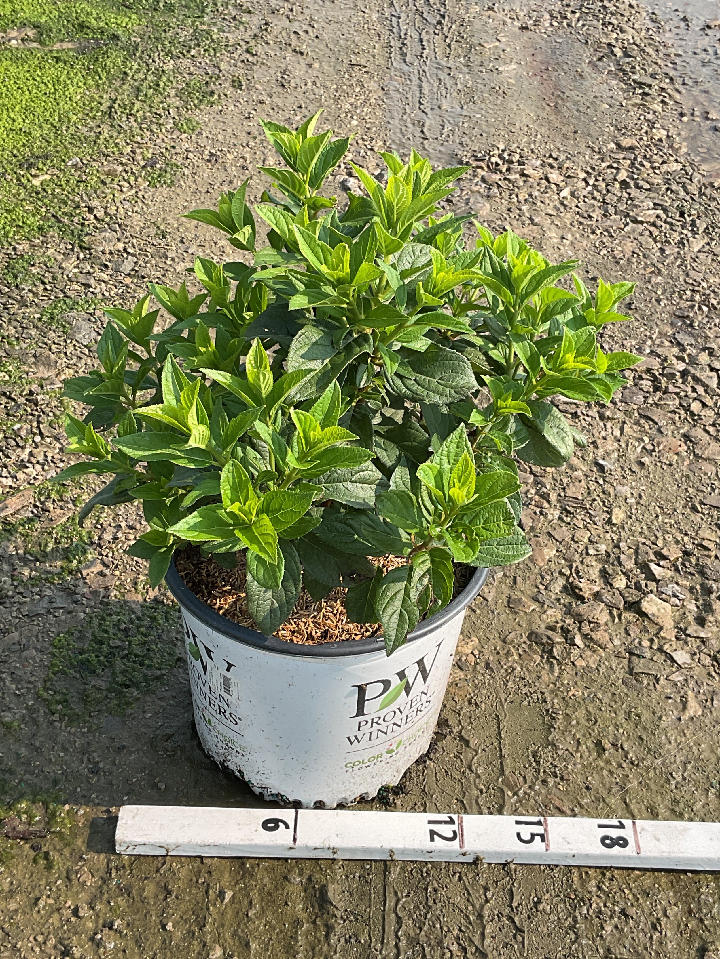 Hydrangea 'P Little Lime Punch'