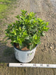 Hydrangea 'P Little Lime Punch'