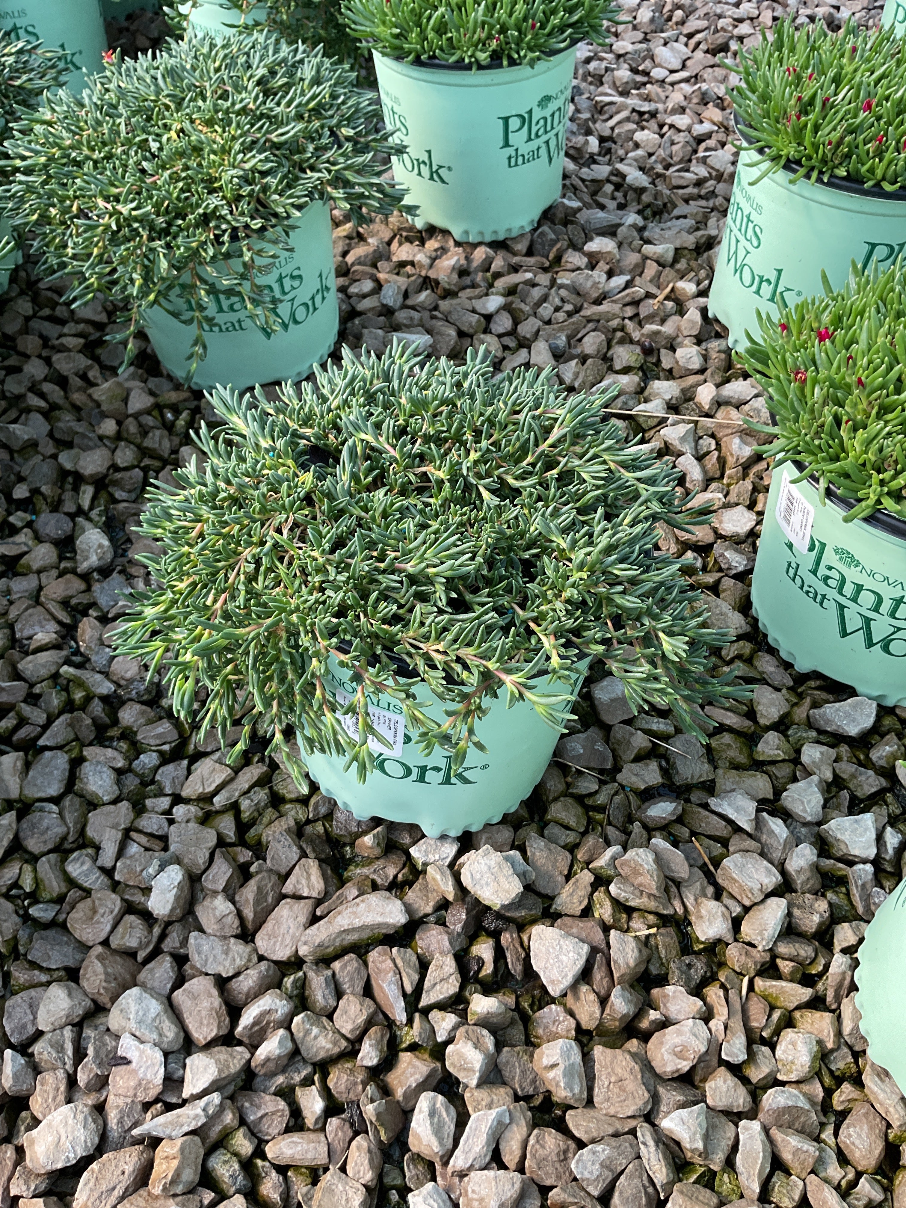 Delosperma delosperma 'P001S'