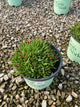 Delosperma delosperma 'Jewel of Desert Garnet'