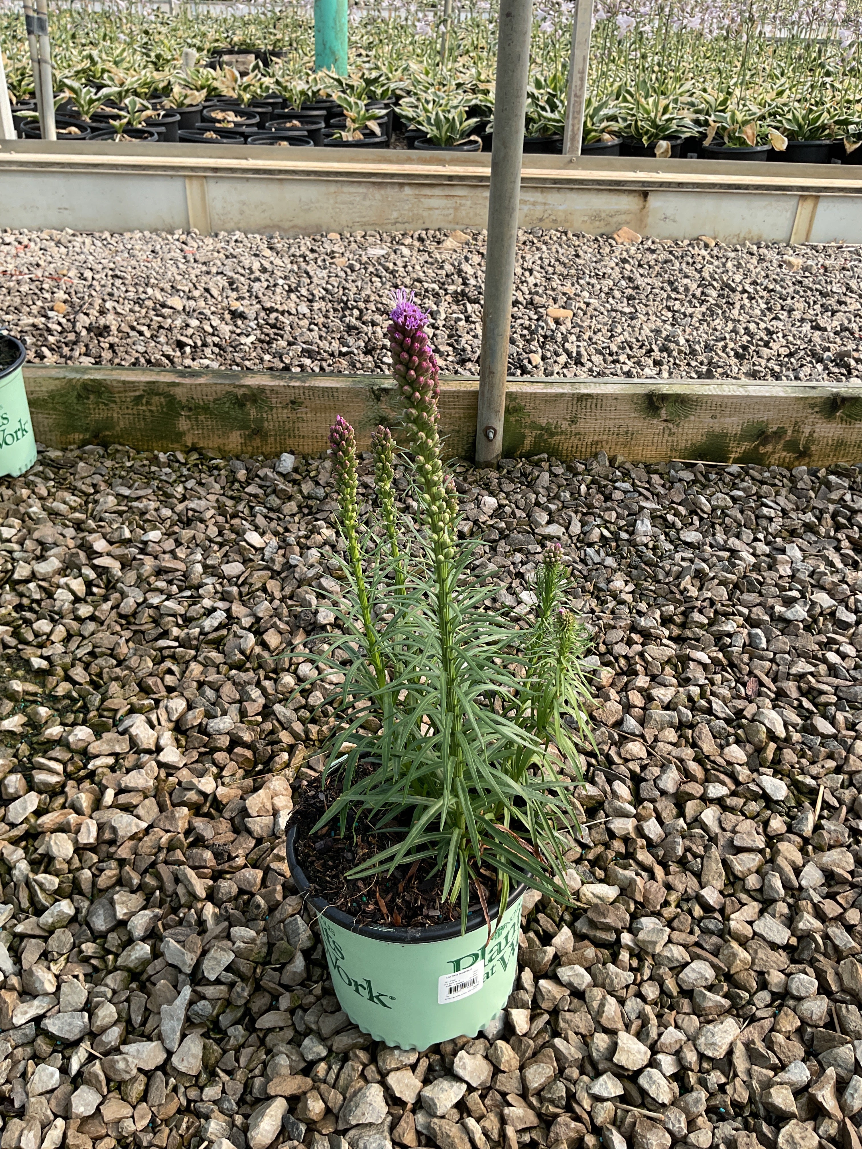 Liatris kobold
