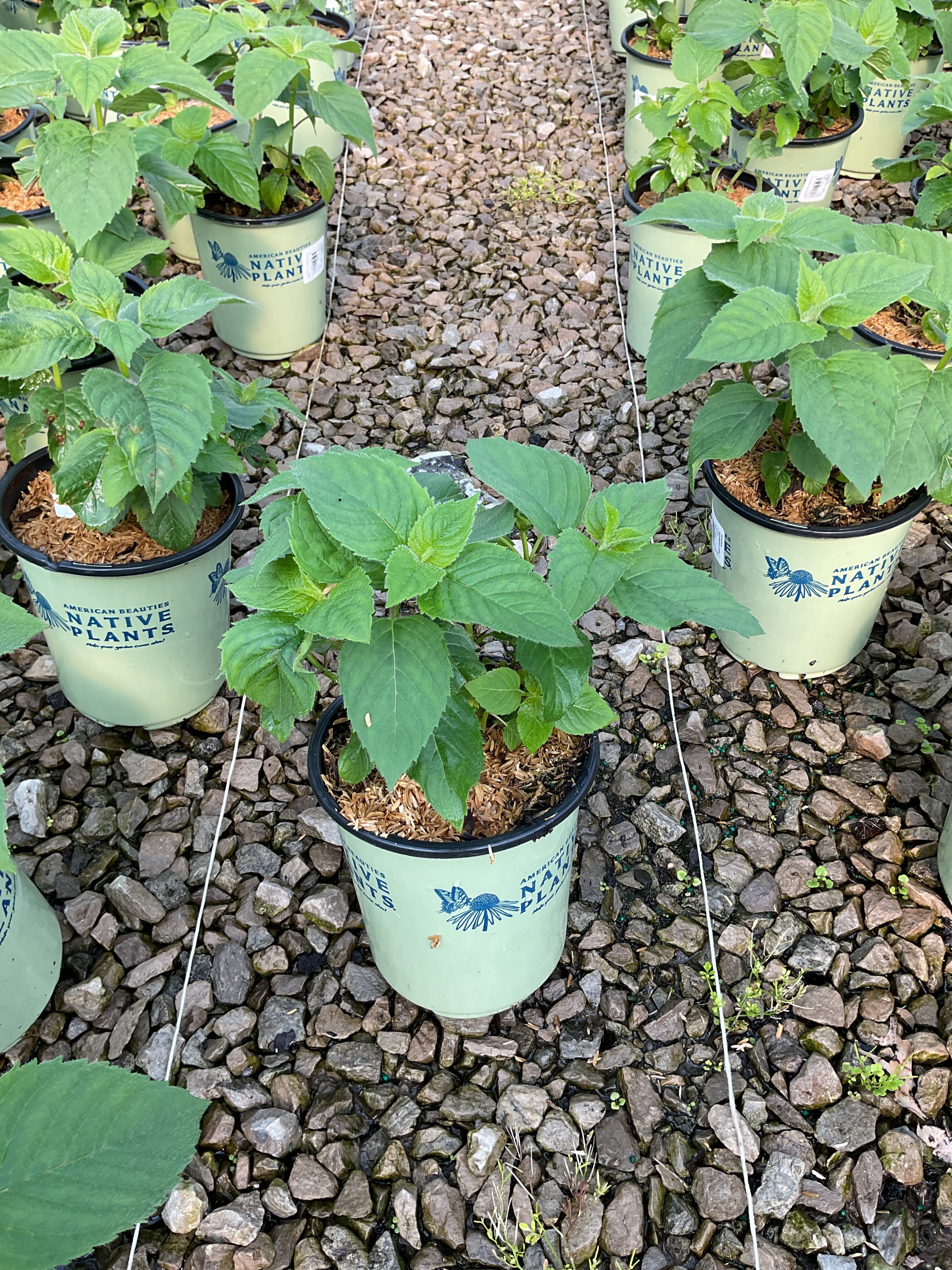 Monarda 'Raspberry Wine'