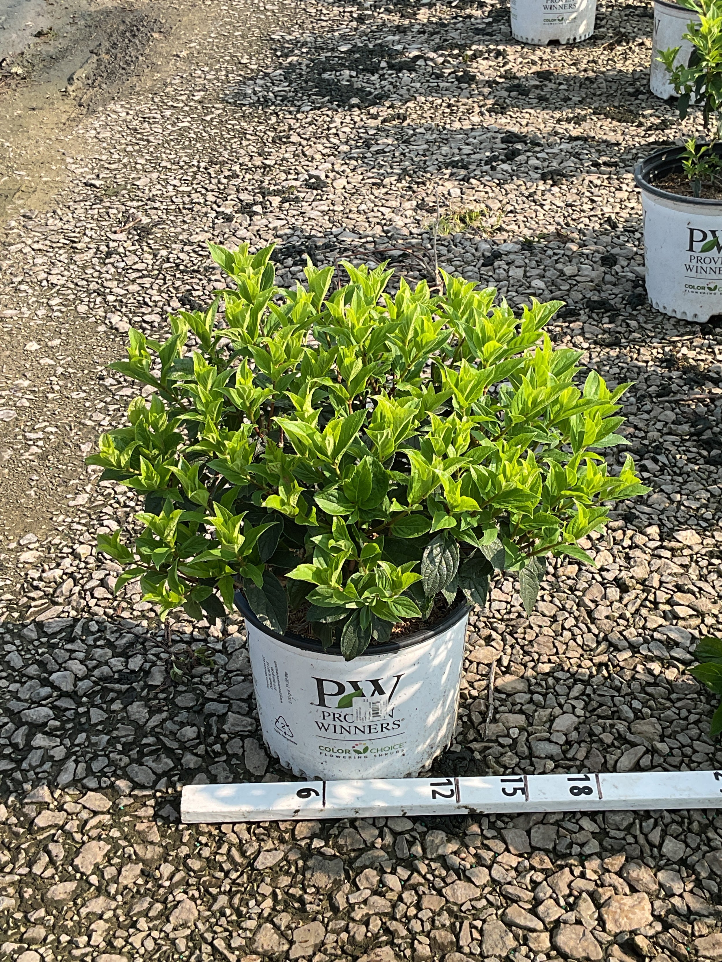 Hydrangea 'P Quick Fire Fab'