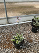 Hosta patriot 'Patriot'
