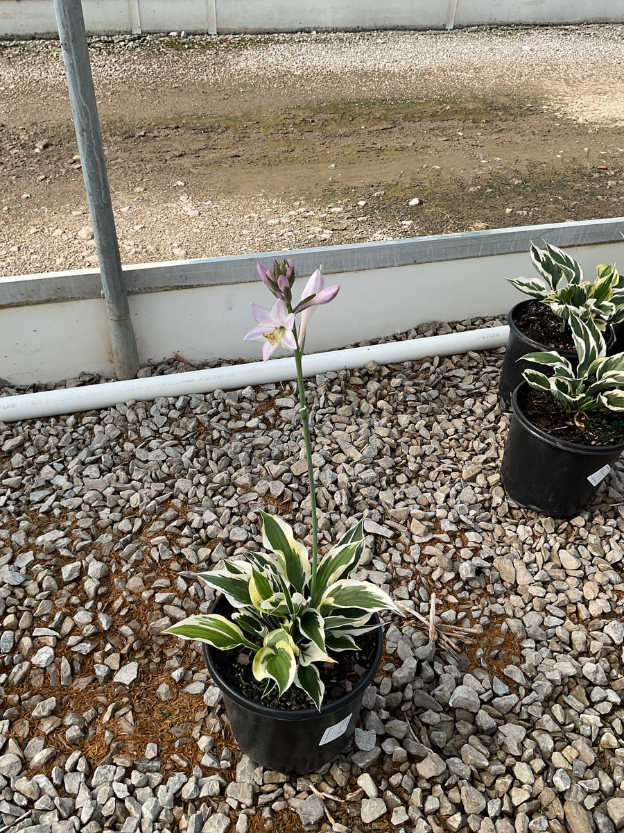 Hosta patriot 'Patriot' â€” 19CM
