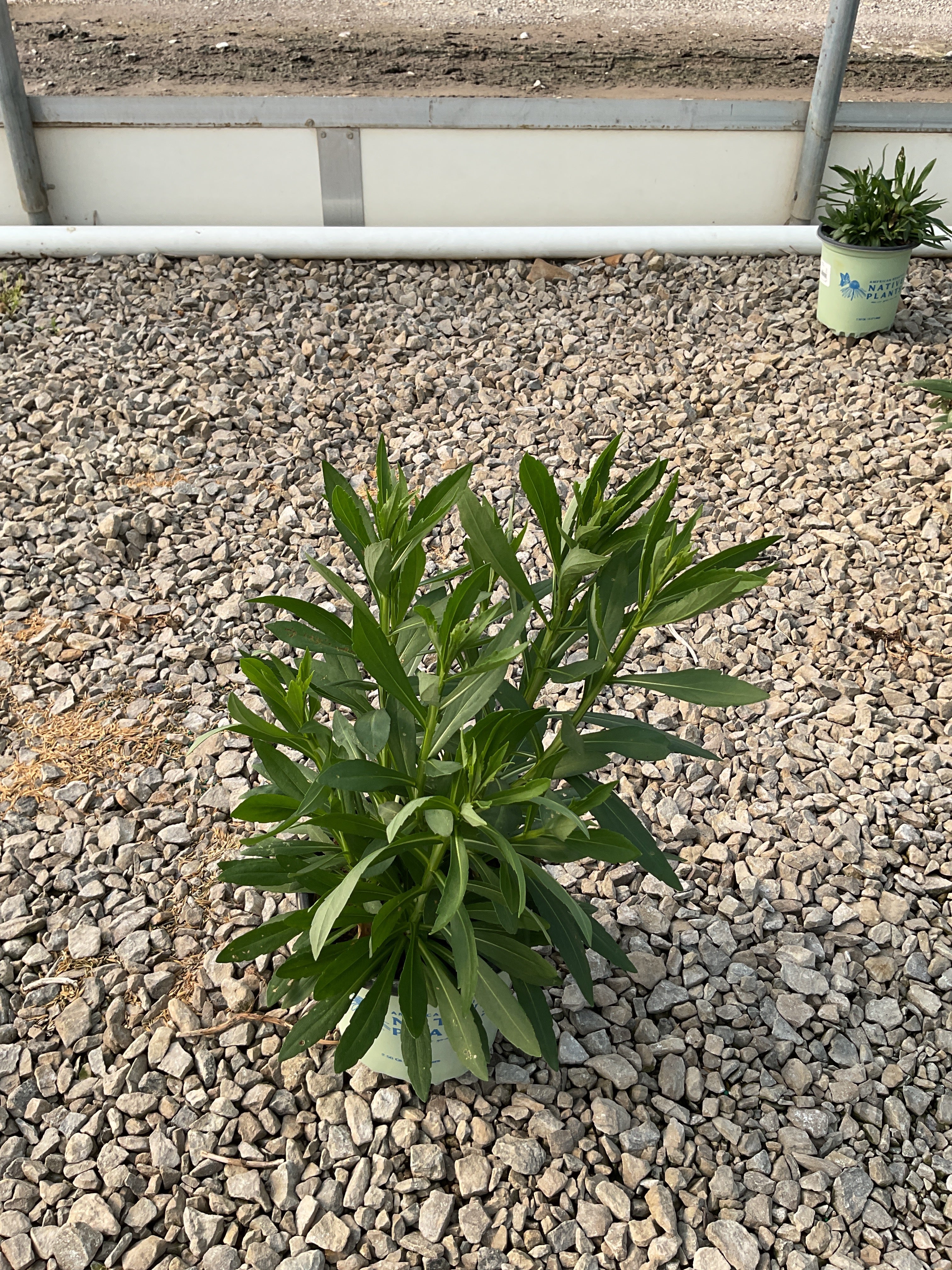 Helenium autumnale