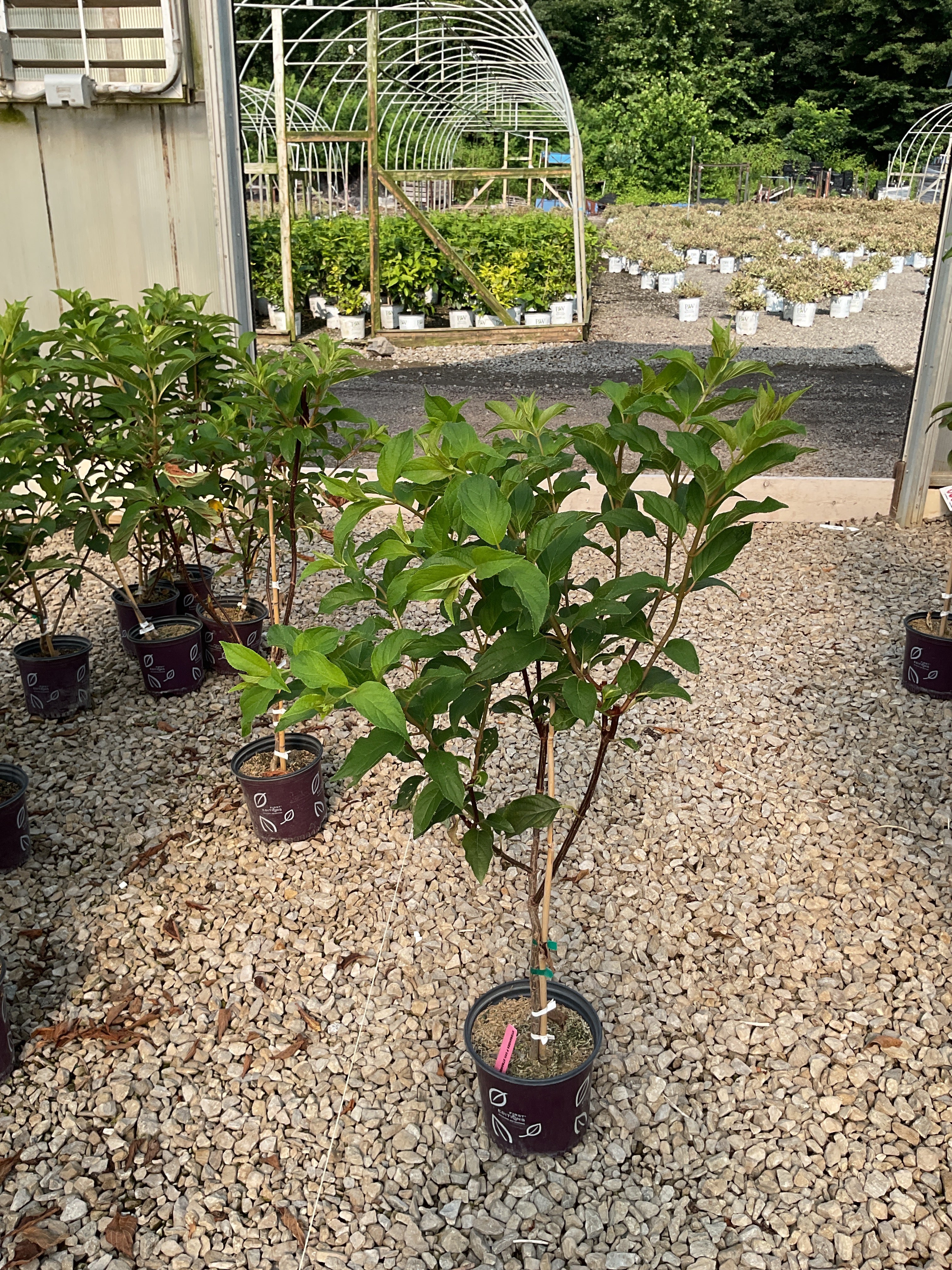 Hydrangea paniculata 'Renhy'