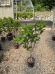 Hydrangea paniculata 'Renhy'