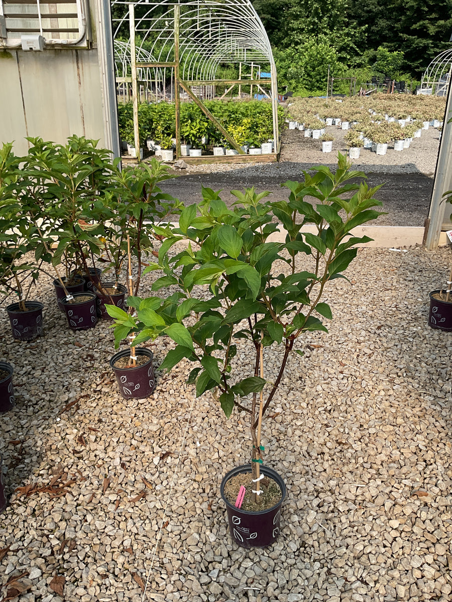 Hydrangea paniculata 'Renhy' â€” G1 24