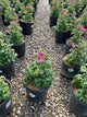 Anemone 'Fantasy Red Riding Hood'