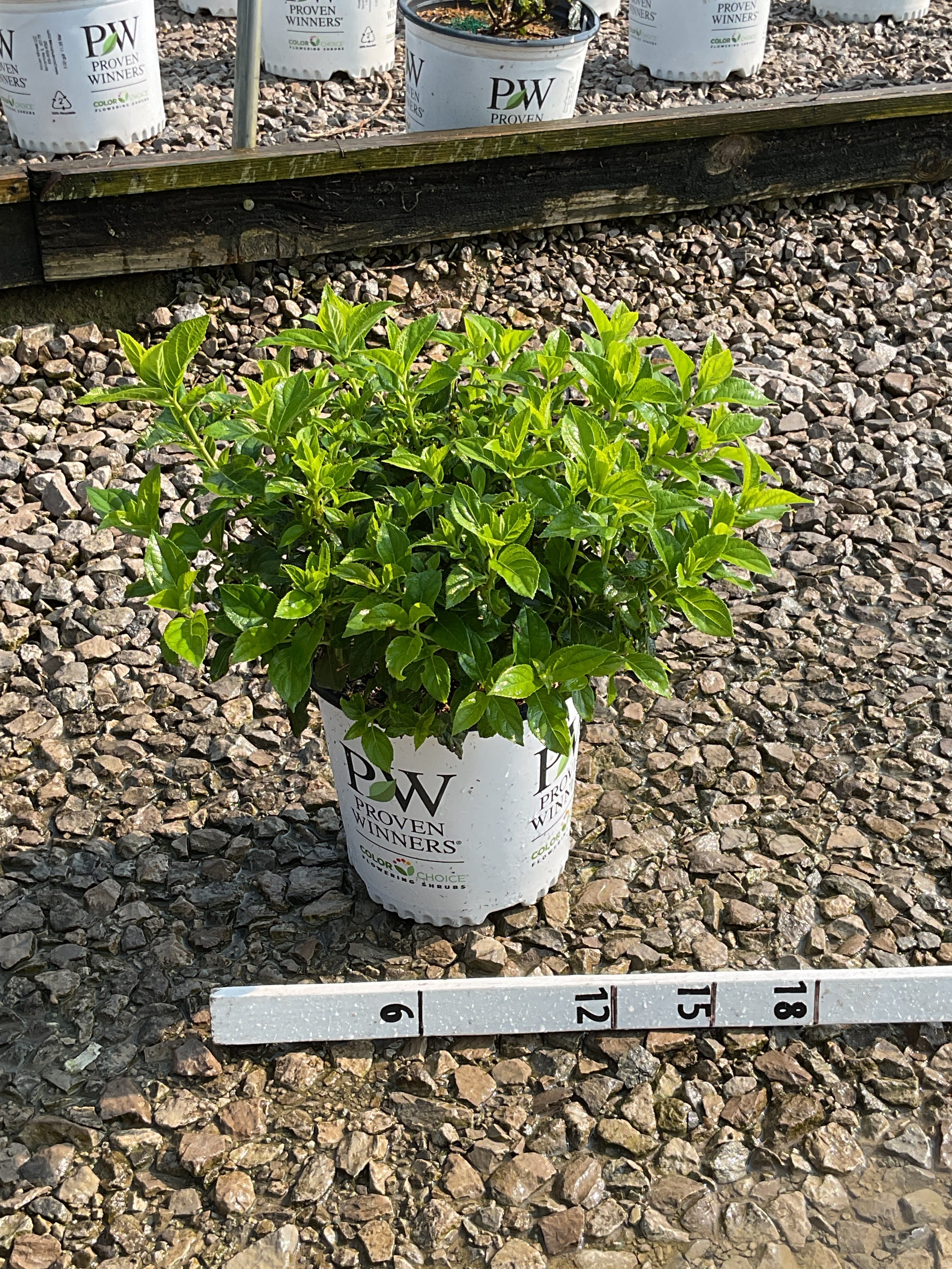 Hydrangea paniculata 'Jane'