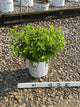 Hydrangea paniculata 'Jane'