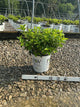 Hydrangea paniculata 'Jane'