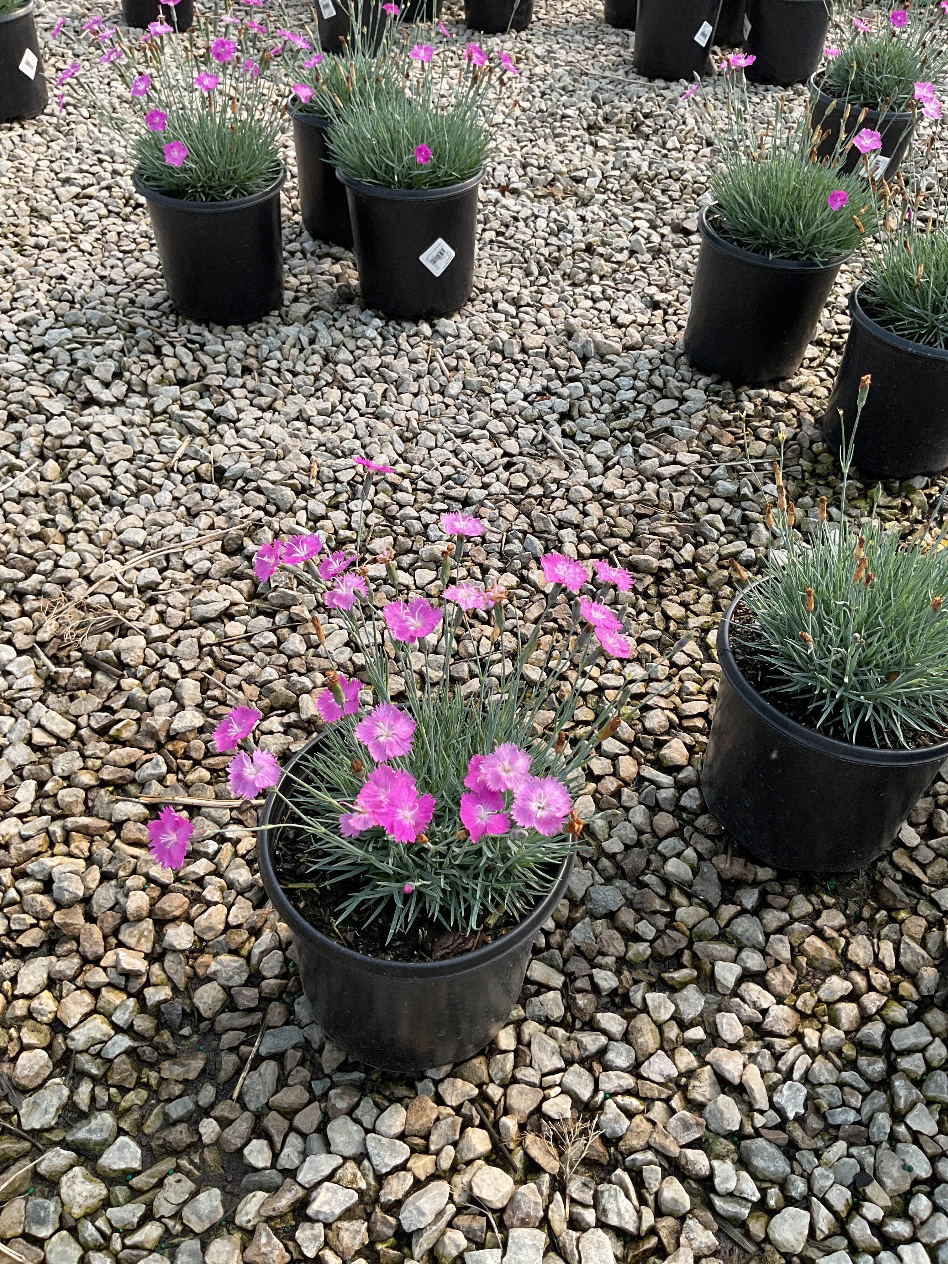Dianthus gratianopolitanus 'Firewitch'