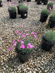 Dianthus gratianopolitanus 'Firewitch'