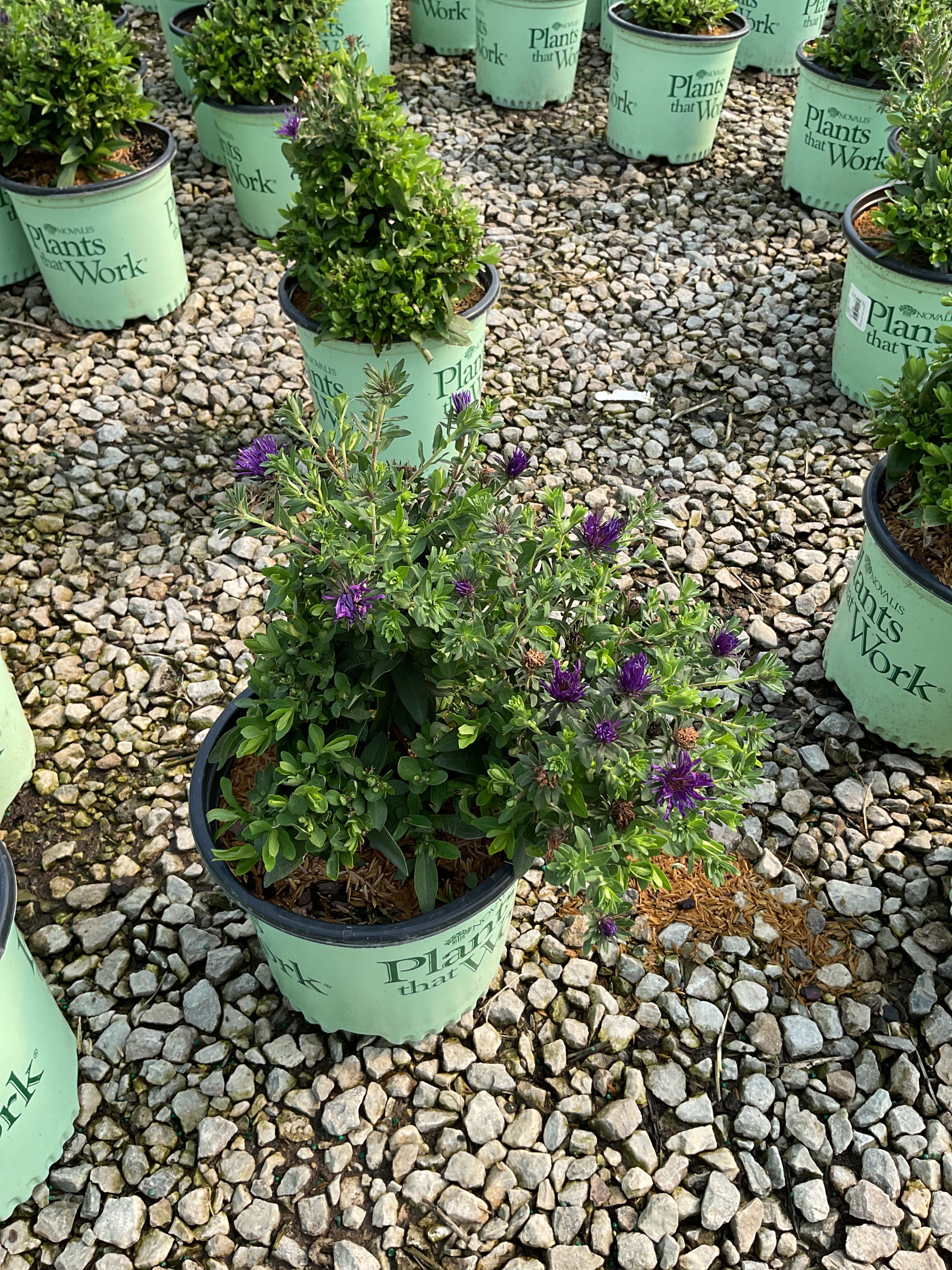 Aster grape 'Crush'